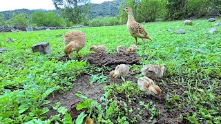 Irani Teetar Chicks Feeding in garden | Teetar Chicks