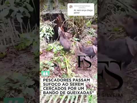 Num bando desses, nem onça encosta! #queixada #catitu #floresta #bando #perigo
