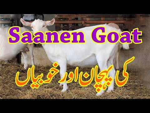 , title : 'Saanen Goats Physical Characteristic | Saanen Goats ki Pehchan aur Khobian | Goats Bread Info Urdu'