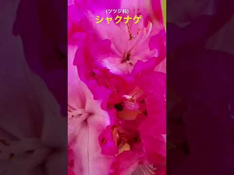 園芸 クモツツジ、ドワーフ狭葉シャクナゲ