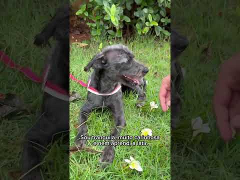 Vídeo de Filó