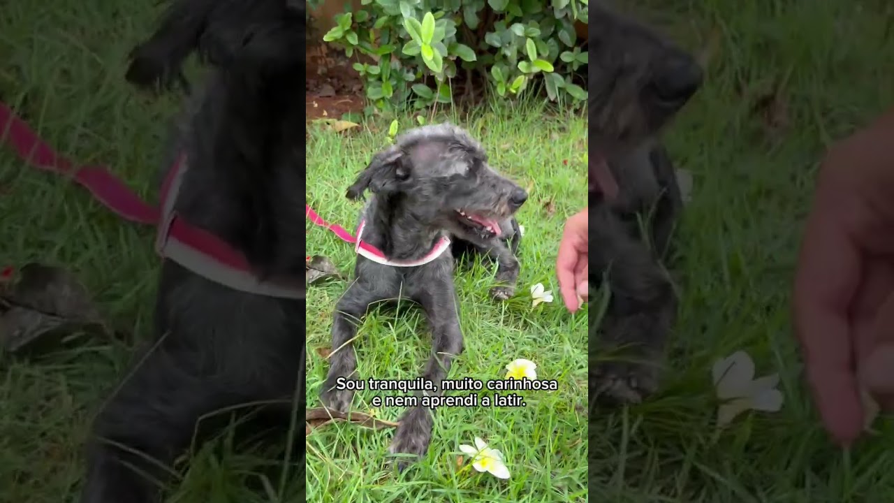 Cachorro raça SRD-ViraLata idade 2 anos nome Filó