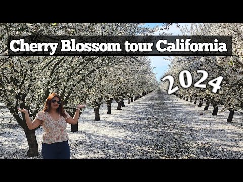 cherry blossom farm tour California 2024