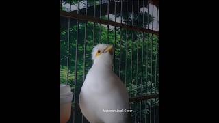Download lagu Jalak Putih Gacor 41026 #kicaumania #birds mp3