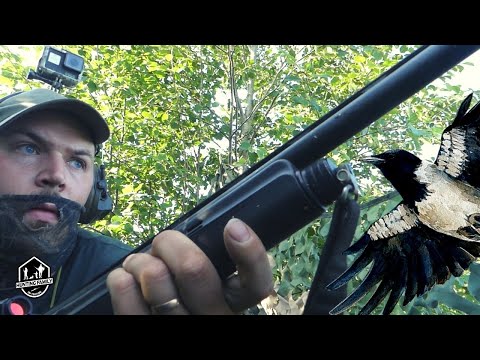 Fågeljakt på bondgård