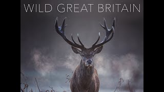 Wild Britain DVD Blu Ray & Digital HD video