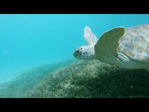 Maho Bay-Under the Sea