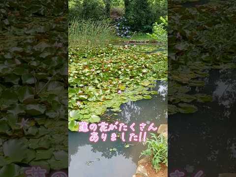 池の周りにある植物は何ですか？周囲の花を咲かせるのに最適な 10 種以上の種  庭園