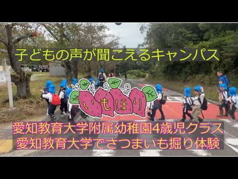 【愛知教育大学】子どもキャンパスプロジェクト「附属幼稚園児さつまいも掘り体験2025」