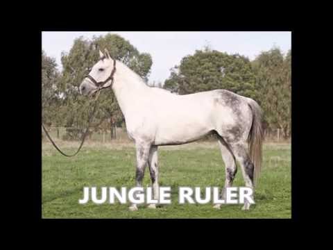 Jungle Ruler Peninsula Cup  2009