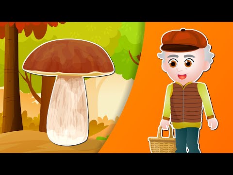 Grzybobranie dla dzieci 🍂🍂🍂