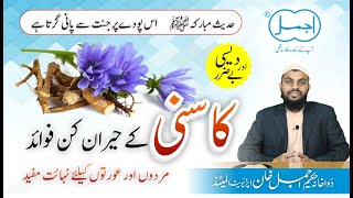 Kasni Ke Heran Kun Fayde | Chicory Benefits in urdu/hindi | Tukhme kasni ke