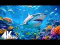 24 HOURS Of 4K Underwater Wonders Relaxing Music The Best 4K Sea Animals For Relaxation