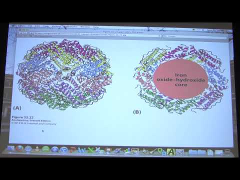 #51 Biochemistry Gene Expression III Lecture for Kevin Ahern's BB 451/551