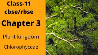 chapter 3 plant Kingdom class 11 biology//chlorophyceae//CBSE/RBSE