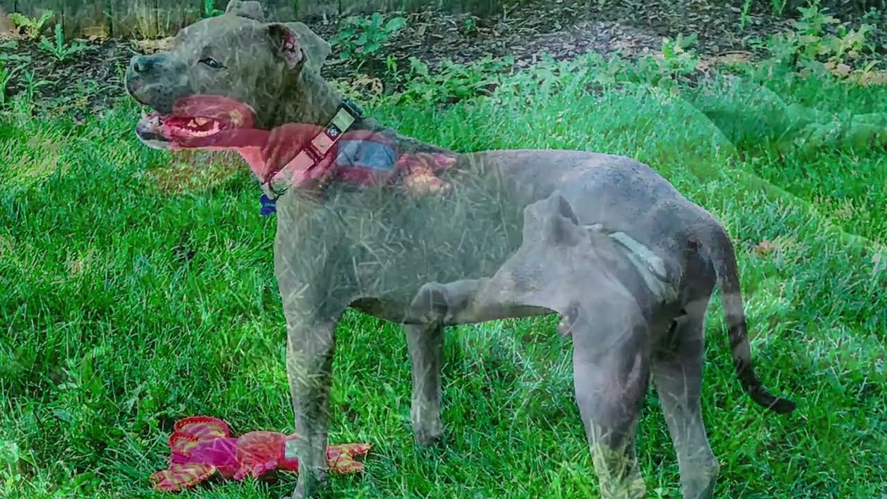 Mickey, a ADOPTABLE mixed breed in Warrenville, IL video 6/6