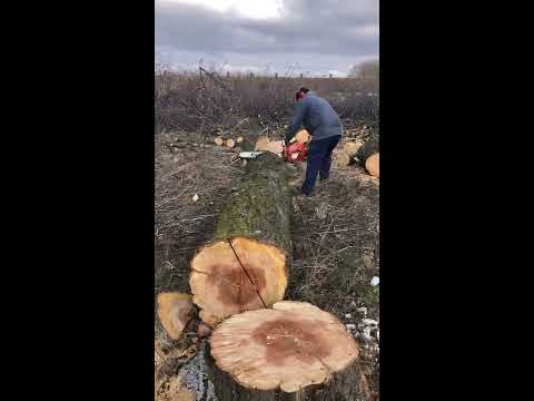 Husqvarna 395xp and a nice cherry !