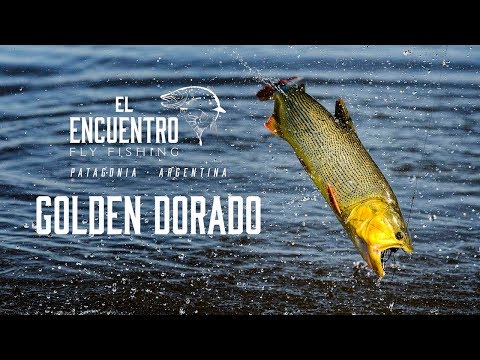 Golden Dorado