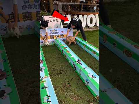 Tartaruga Incrível 🐢🔥 #Catsoftiktok #CatLovers #cat #cute #FunnyCats #catcartoon #fyp