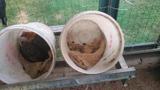 Download lagu Reban ayam kampung modal yang rendah tapi berbaloi.Janji happy ye mp3 Download lagu Reban ayam kampung modal yang rendah tapi berbaloi.Janji happy ye mp3