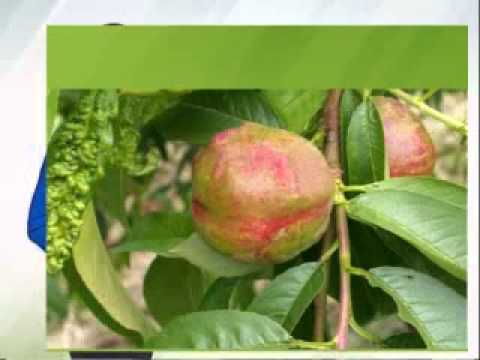 Zelena prognoza 4.3.2015. - Mere zaštite u zasadima bresaka i nektarina