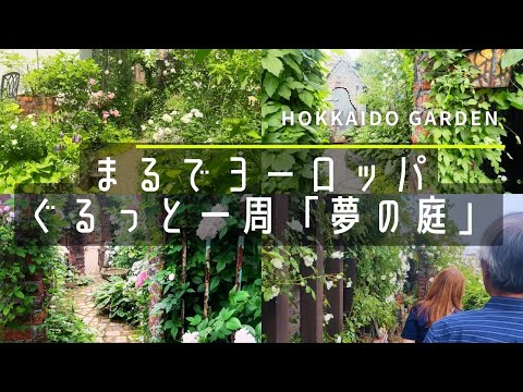 庭に植える美しい黄色の花春夏パンジー