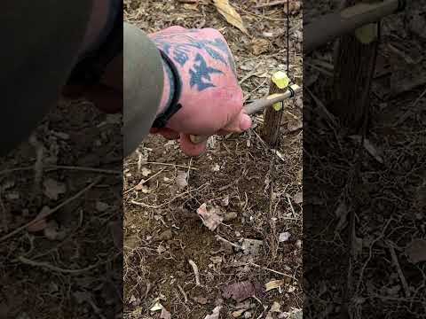 Bait Stick Spring Snare