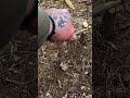 Bait Stick Spring Snare
