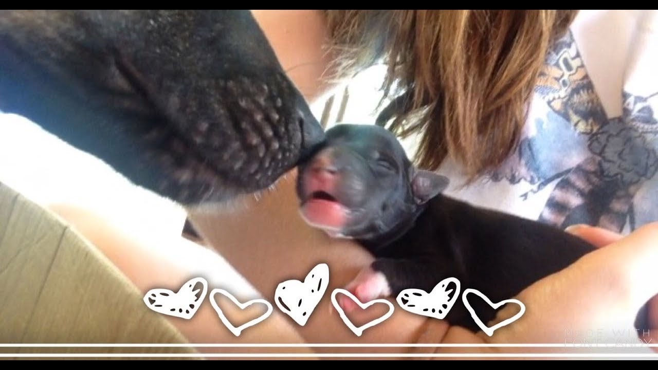 ADOTEI UMA VIRA-LATA E TIVE UMA SURPRESA ♡