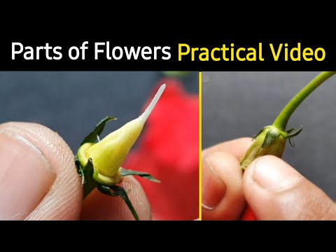 Parts of flower in Hindi | Parts of flower in Hindi | Practical based video | Structure & Part of...