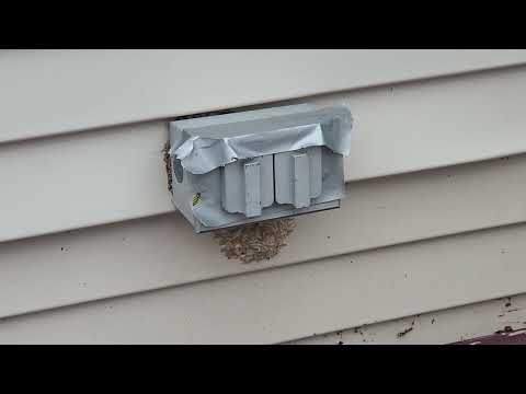 Yellow Jackets Found Behind the Electrical Outlet in South Brunswick, NJ