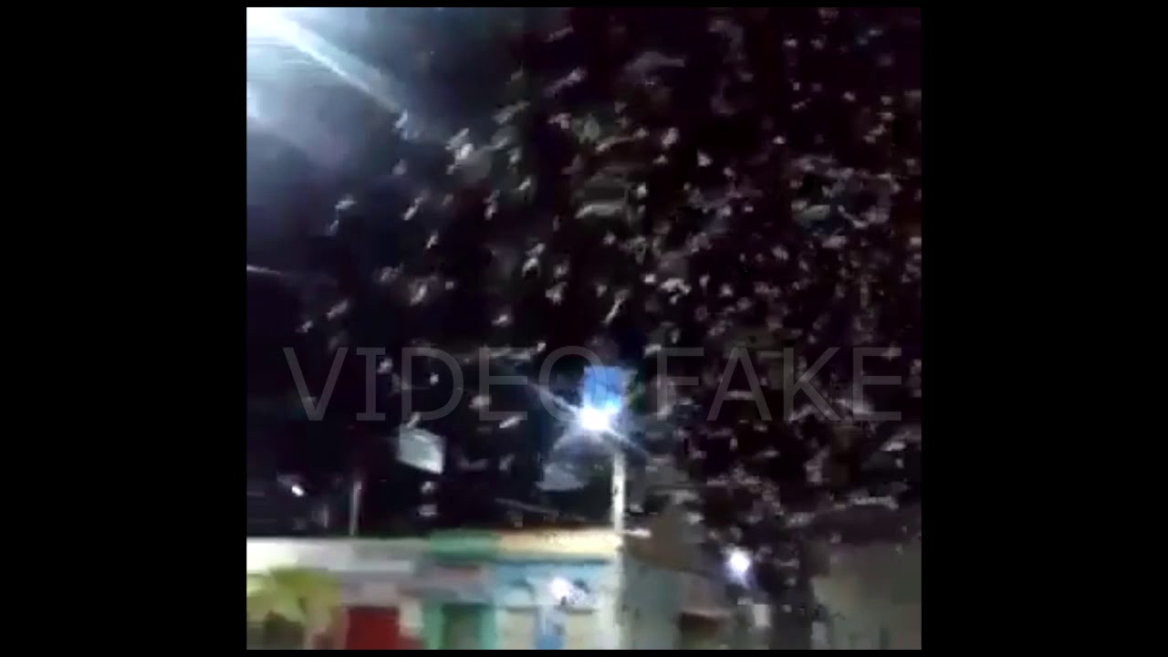 Vídeo falso de gafanhotos na Paraíba é desmentido por checagem
