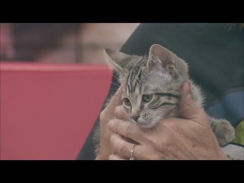 Pet of the Week - YouTube
