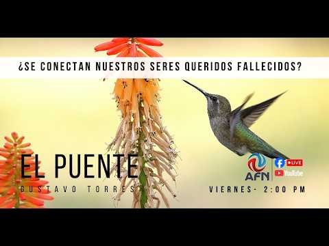 Entrevista El Puente