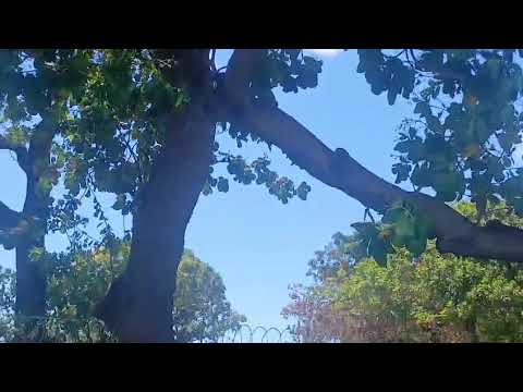 Cirrus sr22 PR-THI Passando por trás das Árvores de Iguatu 