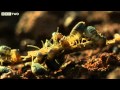 The Giant Anteater and the Termites - Secrets of our Living Planet - Episode 2 - BBC Two