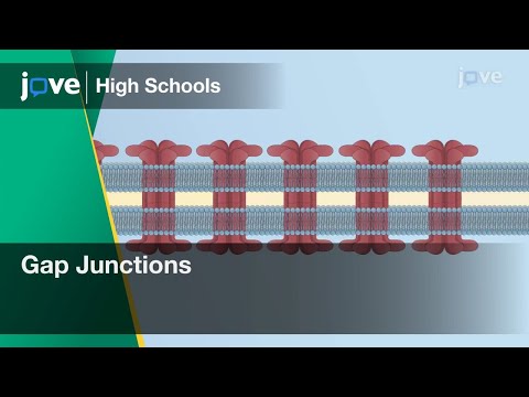 Gap Junctions | Cell Bio | Video Textbooks - Preview