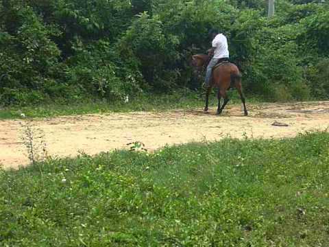 limosina del vaticano 1