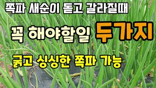 쪽파 새순이 돋고 갈라질때 꼭 해야할일 두가지 쪽파굵게키우는법 쪽파추비 쪽파토양살충제 쪽파재배방법