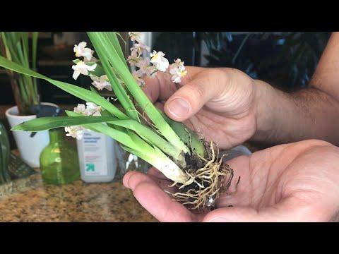 Repotting My New Oncidium Twinkle: Semi-Hydroponics