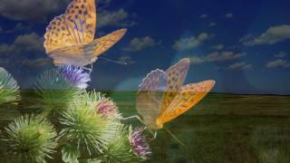 String quartet No. 8 in F-dur (1773) KV168 - Wolfgang Amadeus Mozart