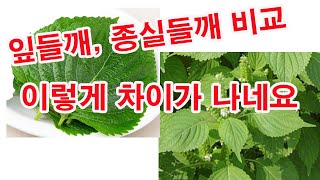들깨재배, 잎을 먹는 잎들깨, 씨앗을 채취하여 이용하는 종실들깨 비교. 이렇게 차이가 나네요(들깨 쌈, 깻잎…