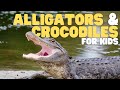 Alligators And Crocodiles For Kids Learn About These Powerful Predators