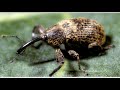 TEX RITTER Boll Weevil
