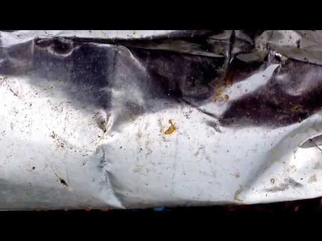 Bird mites (ornithonyssus bursa)