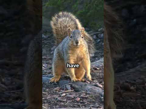 🐿️🌰 Squirrels' Secret Stash Gathering & Storing food for Winter! 🍂🍁 #Animals #Wildlife #squirrel