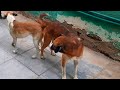 Like And Subscribe Please Arabian Dog Mating Season