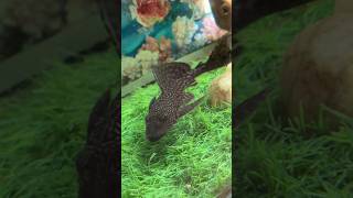 Download lagu Aquarium Fish 🐠 #fish #aquarium #shorts mp3