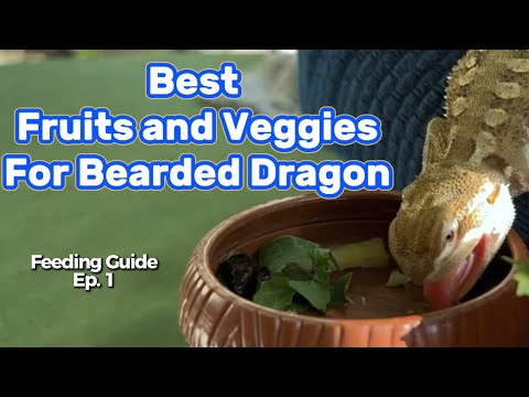 Best Fruits & Veggies for Bearded Dragons 🥦🍓 (Feeding Guide Ep. 1) Bearded Dragon for beginners