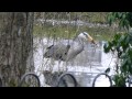 Grey Heron Eating Frog